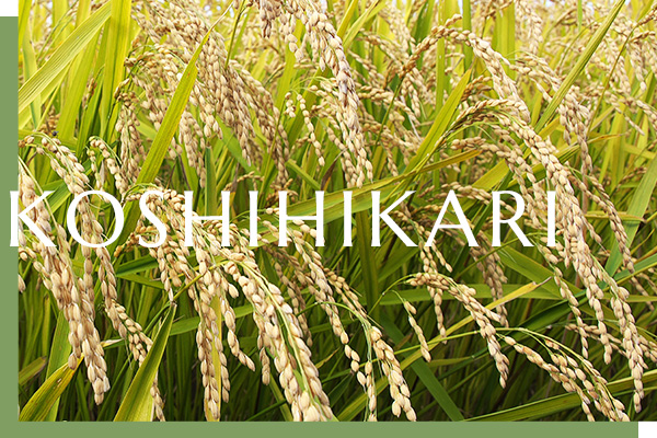 KOSHIHIKARI KOSHIHIKARI